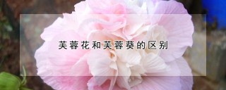 芙蓉花和芙蓉葵的区别,第1图