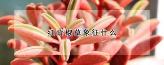 红背椒草象征什么,第1图