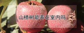 山楂树能养在室内吗,第1图