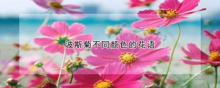 波斯菊不同颜色的花语,第1图