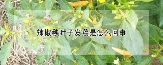 辣椒秧叶子发蔫是怎么回事,第1图