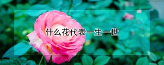 什么花代表一生一世,第1图