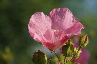 木芙蓉花的寓意和象征,第2图