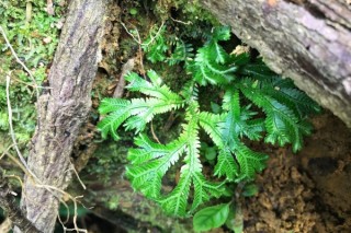 会行走的植物有哪些,第3图