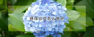 绣球切花怎么养护,第1图