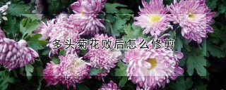 多头菊花败后怎么修剪,第1图