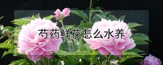 芍药鲜花怎么水养,第1图