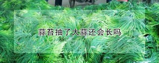 蒜苔抽了大蒜还会长吗,第1图