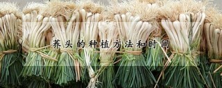 荞头的种植方法和时间,第1图