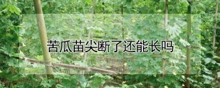 苦瓜苗尖断了还能长吗,第1图