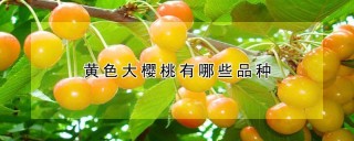 黄色大樱桃有哪些品种,第1图