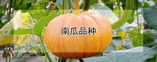 南瓜品种,第1图