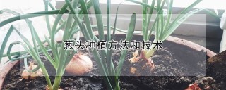 葱头种植方法和技术,第1图