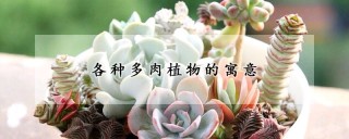 各种多肉植物的寓意,第1图