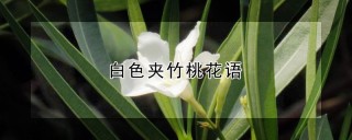 白色夹竹桃花语,第1图