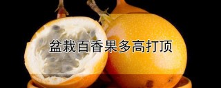 盆栽百香果多高打顶,第1图