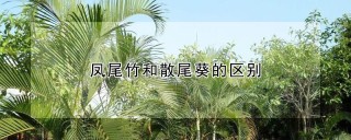 凤尾竹和散尾葵的区别,第1图