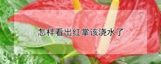 怎样看出红掌该浇水了,第1图