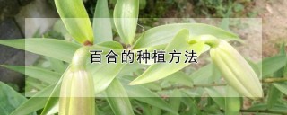 百合的种植方法,第1图