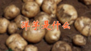 洋芋是什么,第1图