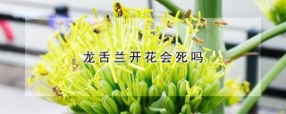 龙舌兰开花会死吗,第1图