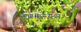 珊瑚棒开花吗,第1图