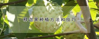 释迦果种植方法和技巧,第1图