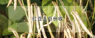 红豆几月份收,第1图