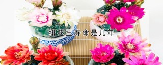 绯花玉寿命是几年,第1图