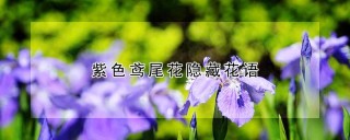 紫色鸢尾花隐藏花语,第1图