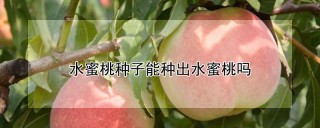 水蜜桃种子能种出水蜜桃吗,第1图