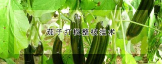 茄子打杈整枝技术,第1图