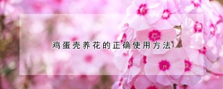 鸡蛋壳养花的正确使用方法,第1图