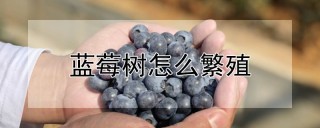 蓝莓树怎么繁殖,第1图