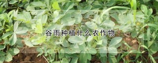 谷雨种植什么农作物,第1图