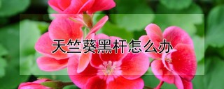 天竺葵黑杆怎么办,第1图