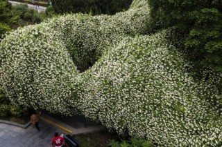 木香花和蔷薇怎么分辨,第2图