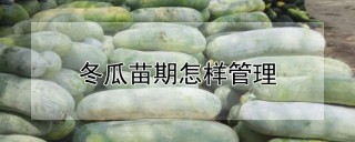 冬瓜苗期怎样管理,第1图