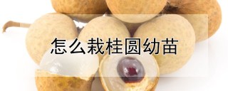 怎么栽桂圆幼苗,第1图