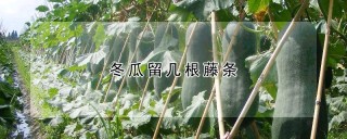 冬瓜留几根藤条,第1图