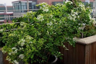 九里香的花期是什么时候，每年4月开花（花期为4个月）,第4图