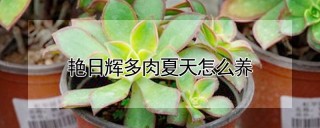 艳日辉多肉夏天怎么养,第1图