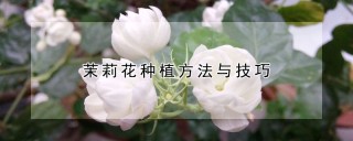 茉莉花种植方法与技巧,第1图