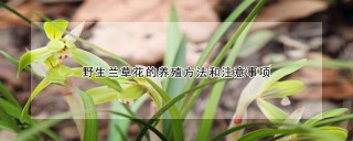 野生兰草花的养殖方法和注意事项,第1图