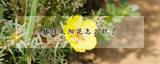 插得太阳花怎么烂了,第1图