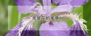 鸢尾花的寓意,第1图