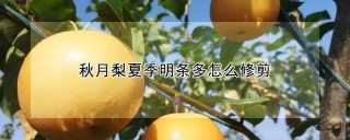 秋月梨夏季明条多怎么修剪,第1图