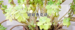 碰碰香花语,第1图