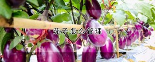 茄子怎么管理,第1图