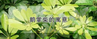 鹅掌柴的寓意,第1图